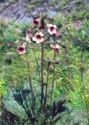 Rehmannia glutinosa Libosch. MTC